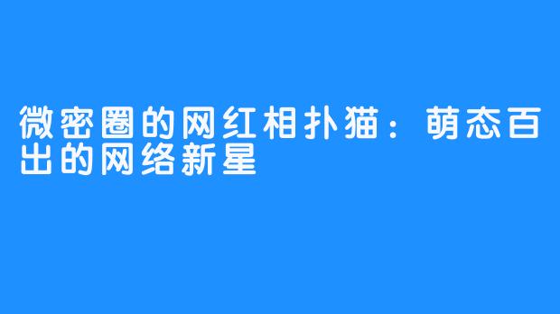 微密圈的网红相扑猫：萌态百出的网络新星