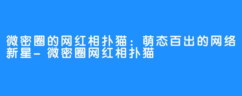 微密圈的网红相扑猫：萌态百出的网络新星-微密圈网红相扑猫